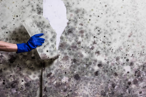 Best Residential Mold Remediation in Wingdale, NY